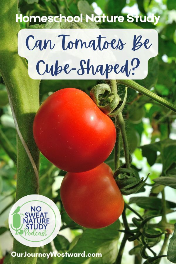 picture of red tomatoes hanging on green plant