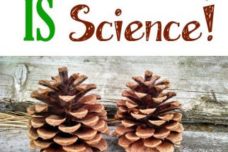 Two pinecones sitting on wood. For a blog post about Nature Study IS Science!